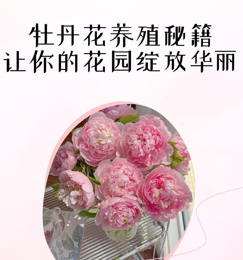 高山牡丹花的养殖技巧是什么？