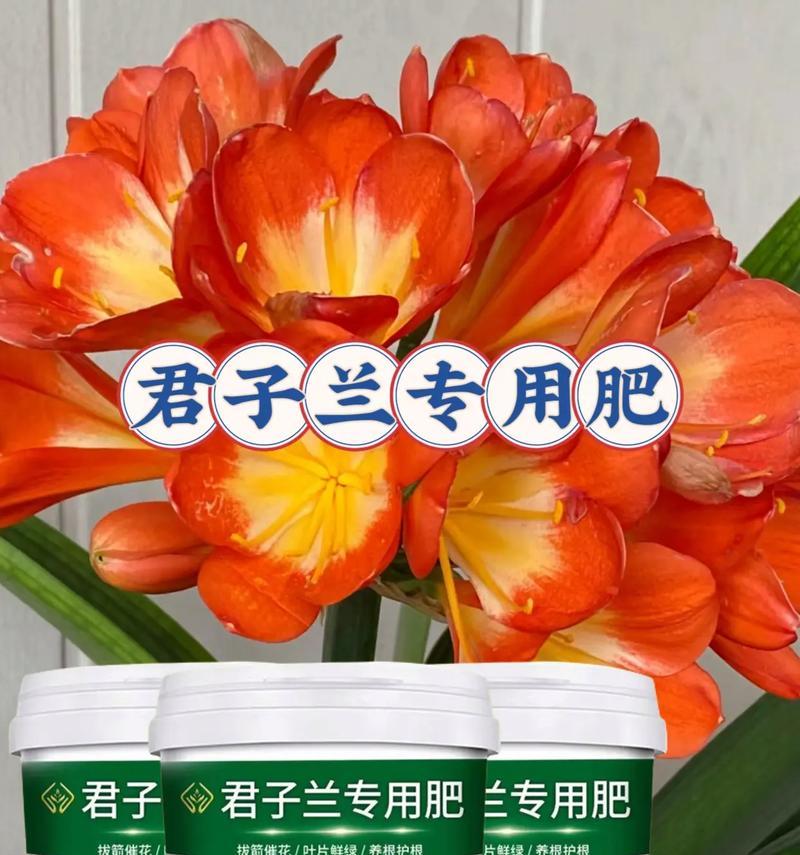君子兰苗浇水施肥的正确方法是什么？