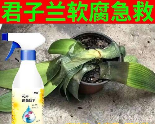 君子兰长黄斑怎么回事儿？如何预防和处理？