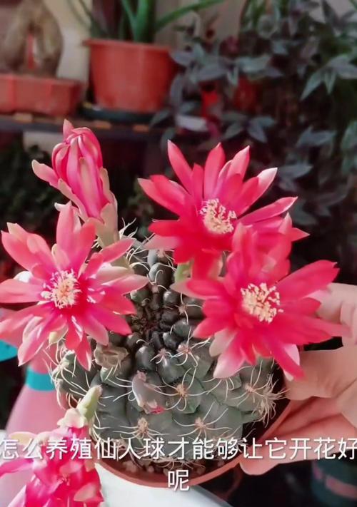 白花绿喉仙人球的养护技巧是什么？