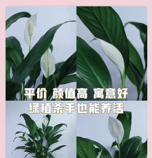 白花绿喉仙人球的养护技巧是什么？