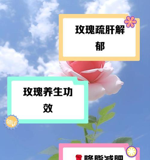 玫瑰花施肥的原因是什么？如何正确施肥？