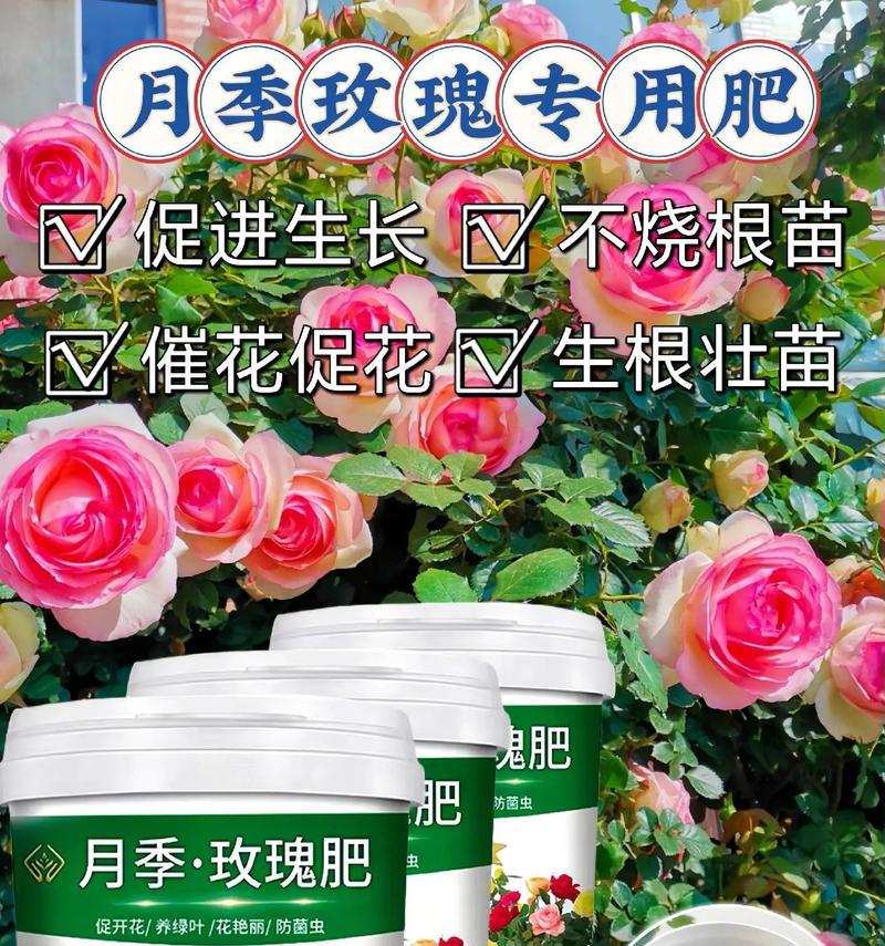 玫瑰花施肥的原因是什么？如何正确施肥？