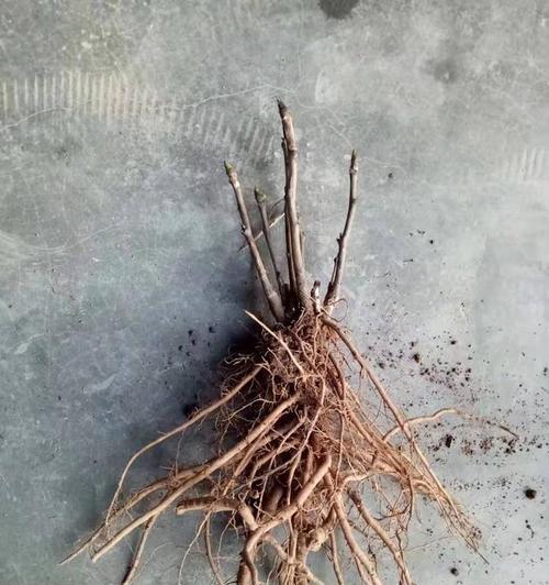 小牡丹花小棵苗的培养技巧有哪些？如何促进其健康成长？