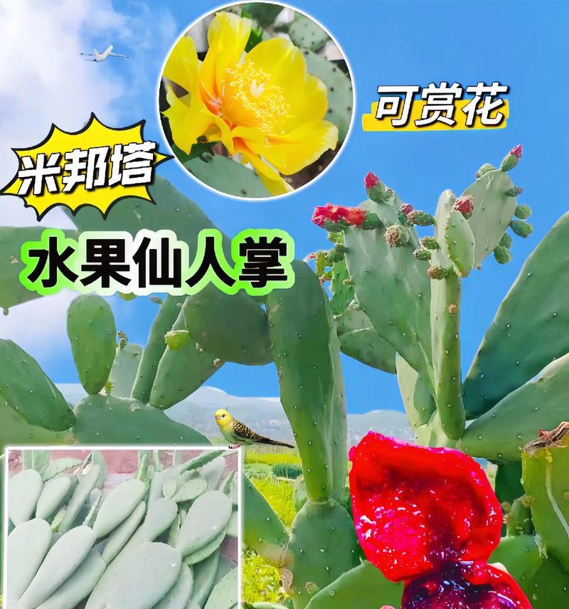 仙人掌果实的培育过程是怎样的？