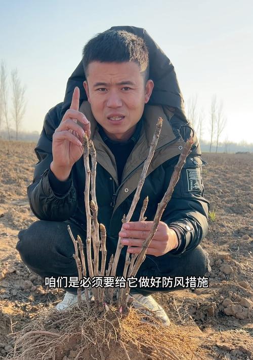 牡丹花叶子干枯是什么原因？