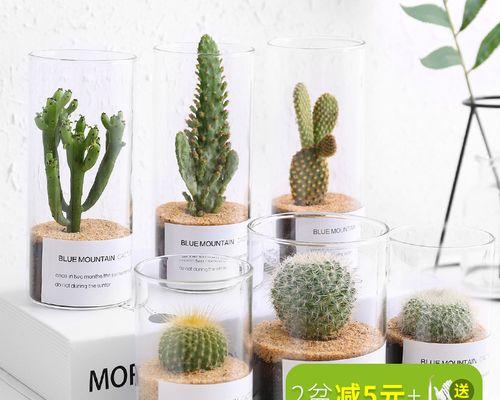 玉露兽仙人掌开花的养护技巧是什么？