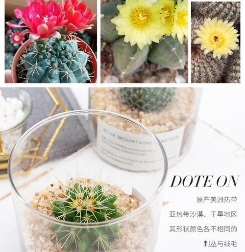 玉露兽仙人掌开花的养护技巧是什么？