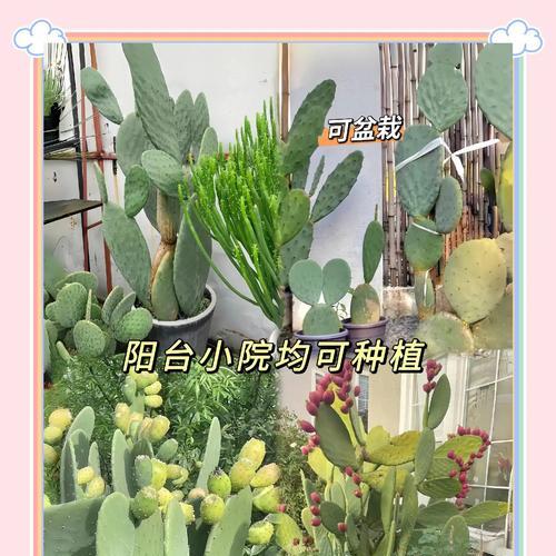 盆里种植三片仙人掌的方法是什么？怎样才能长得好？