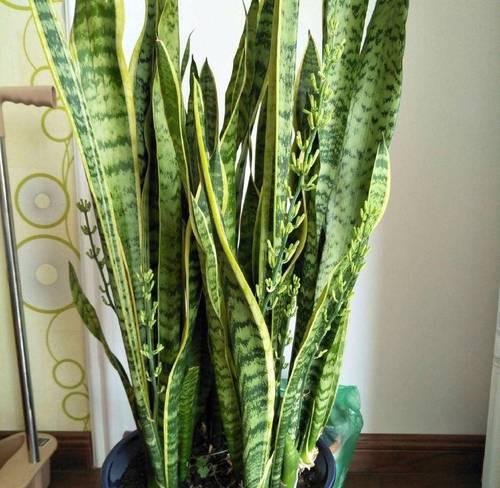 盆里种植三片仙人掌的方法是什么？怎样才能长得好？
