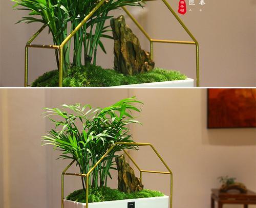 盆里种植三片仙人掌的方法是什么？怎样才能长得好？