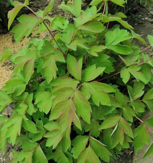 牡丹花种植容易吗？养护方法有哪些？