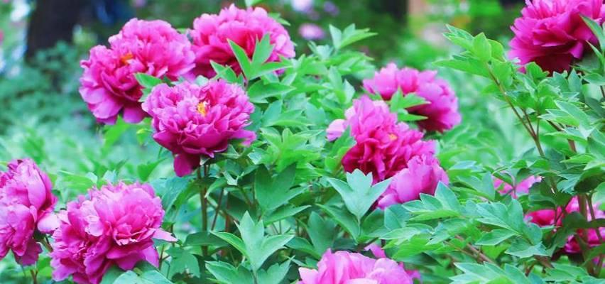 牡丹花种植容易吗？养护方法有哪些？