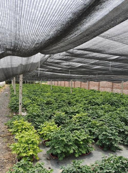 牡丹花种植容易吗？养护方法有哪些？