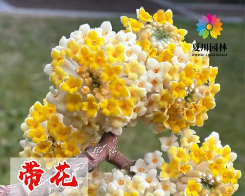 家庭庭院绿化适合哪些花草植物？如何选择适合的植物？
