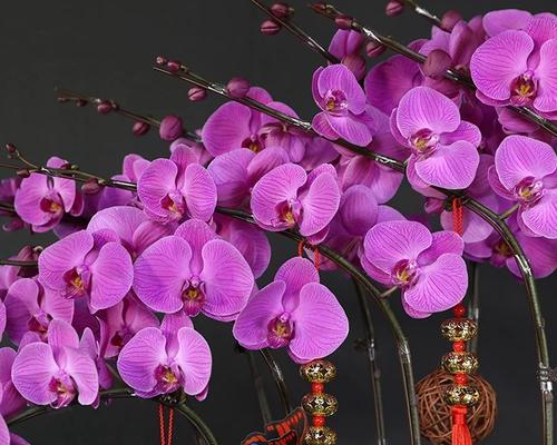 君子兰在紫色花盆中应如何养护？