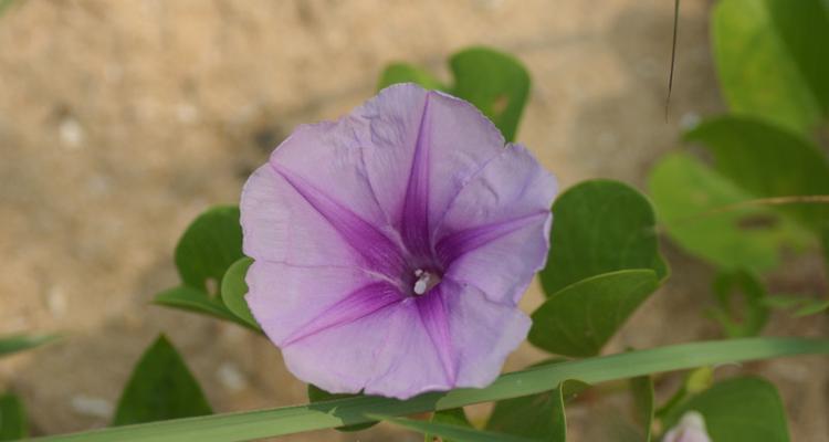 君子兰在紫色花盆中应如何养护？