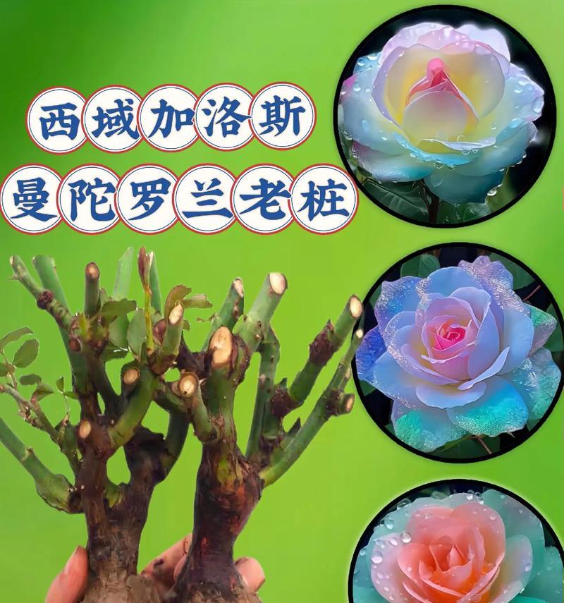 绿色玫瑰花如何自行种植？