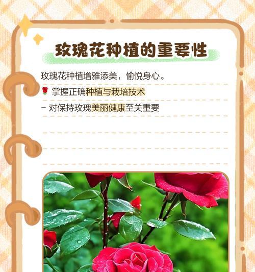 绿色玫瑰花如何自行种植？