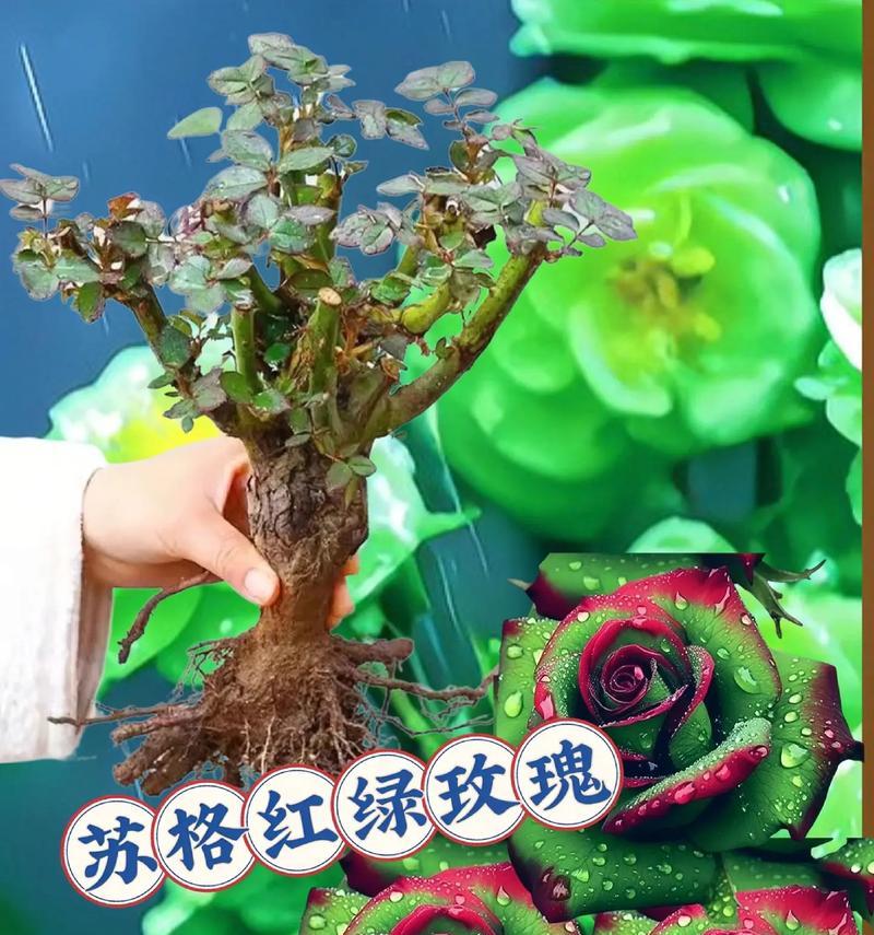 绿色玫瑰花如何自行种植？