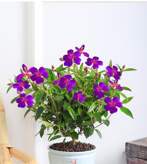 牡丹花含盆栽带花苞的养护方法是什么？