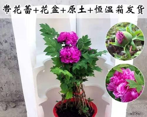 牡丹花含盆栽带花苞的养护方法是什么？