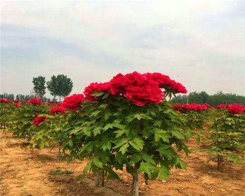 牡丹花含盆栽带花苞的养护方法是什么？