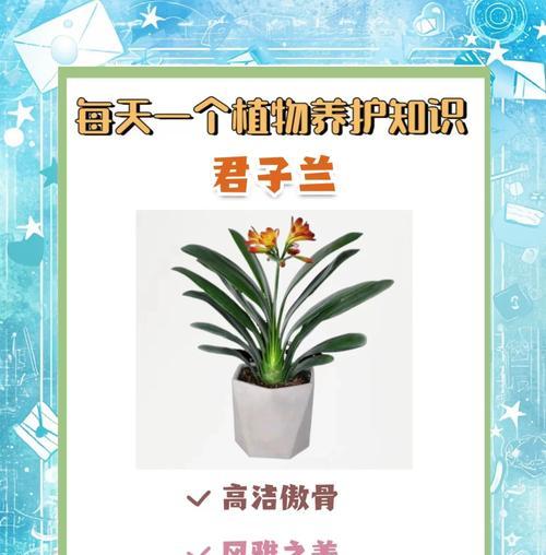 君子兰种子种植的最佳时机是什么时候？