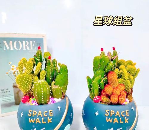 零下十几度时仙人球如何室外过冬？