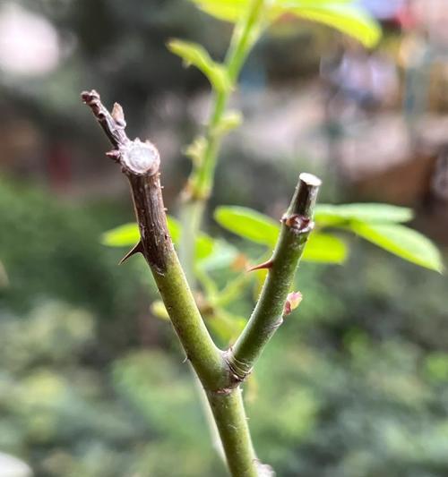 玫瑰花叶子出现黑斑的原因是什么？如何处理？