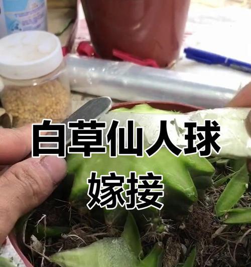 仙人球嫁接繁殖的方法是什么？有哪些步骤？