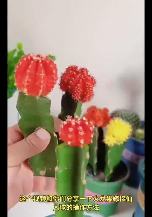 仙人球嫁接繁殖的方法是什么？有哪些步骤？