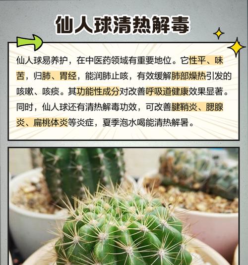 碗里种植仙人球的正确步骤是什么？