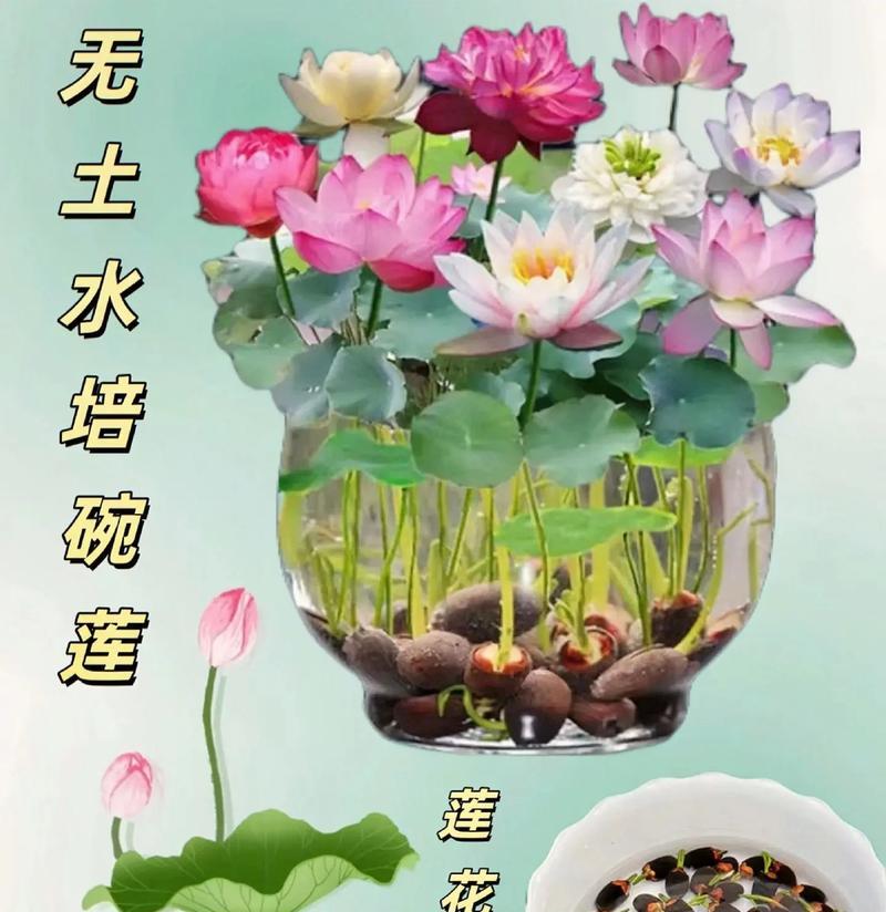 碗里种植仙人球的正确步骤是什么？