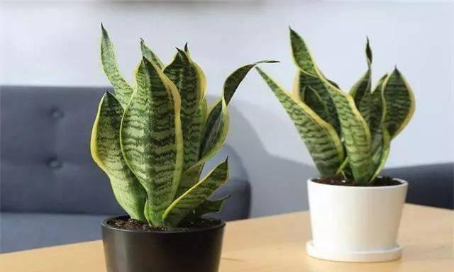 小熊猫仙人掌花的养护要点是什么？