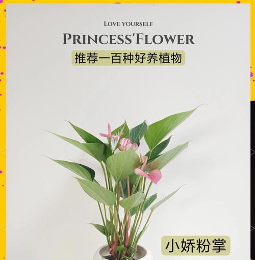 小熊猫仙人掌花的养护要点是什么？