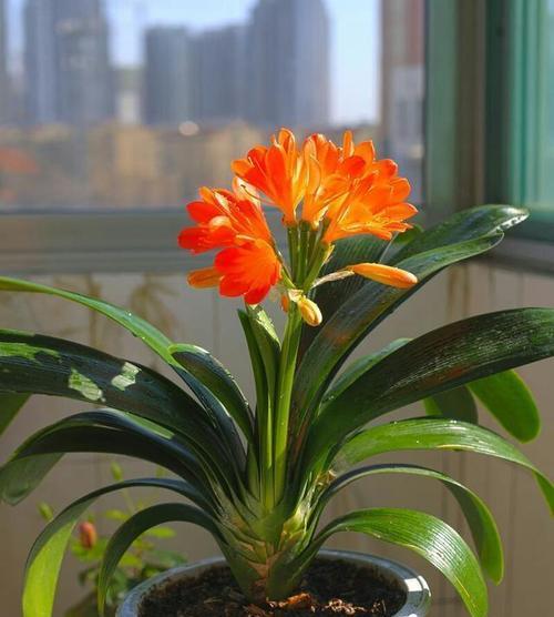 君子兰为何栽不活？怎样才能让它开花？
