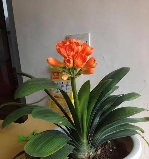 君子兰为何栽不活？怎样才能让它开花？