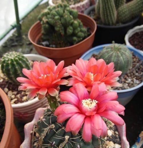 细刺仙人掌开花周期是多久？开花异常的原因是什么？