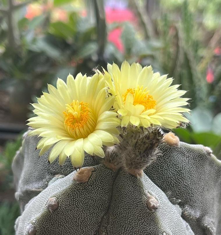 细刺仙人掌开花周期是多久？开花异常的原因是什么？
