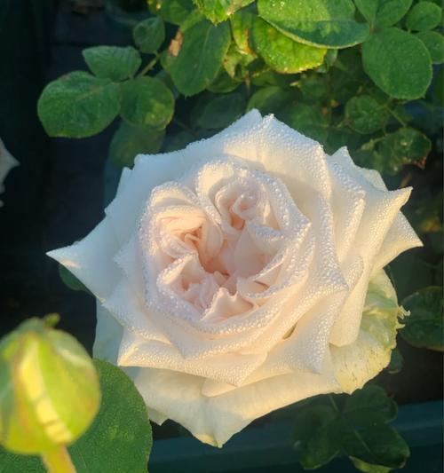 大浪潮玫瑰花的养护方法是什么？如何保持其最佳状态？