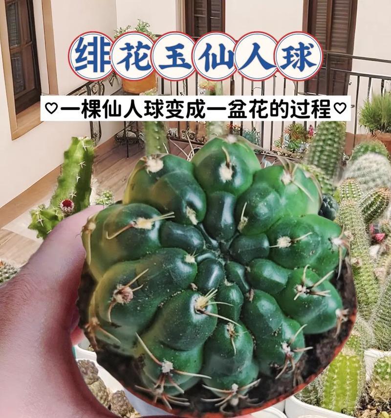 仙人球爆花的秘诀是什么？如何促进花芽分化？