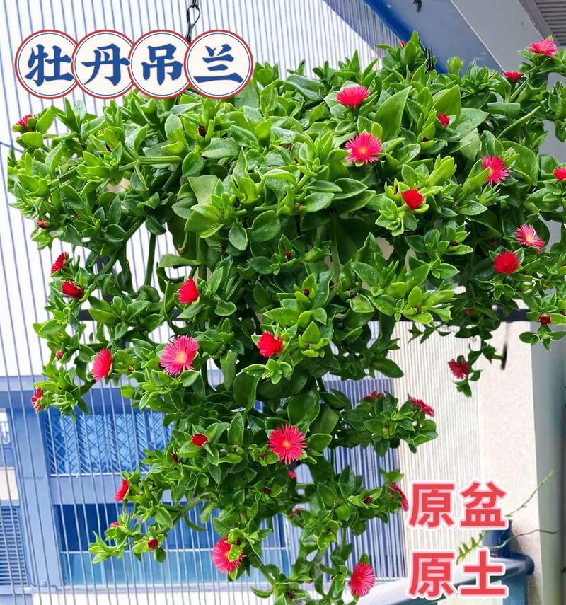 牡丹花盆栽如何固定位置以促进生长？