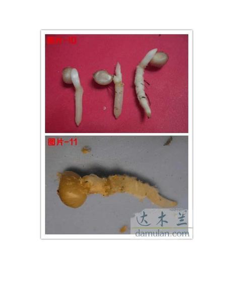 君子兰生根发芽需要多长时间？如何促进？