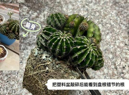 花盆垫底材料选择对仙人球有何影响？