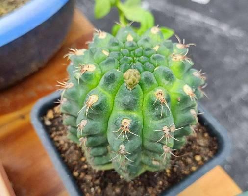 仙人球花苞蔫了应该怎么办？