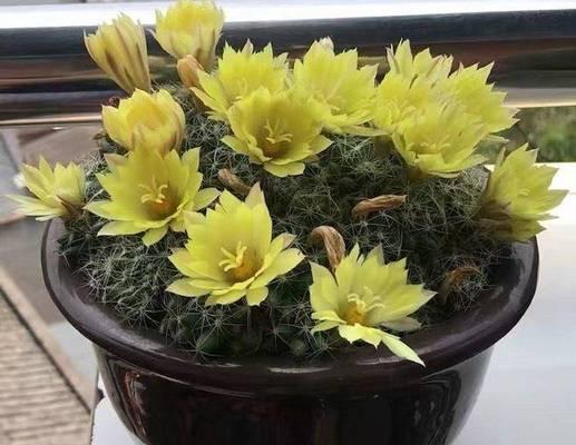仙人球花苞蔫了应该怎么办？