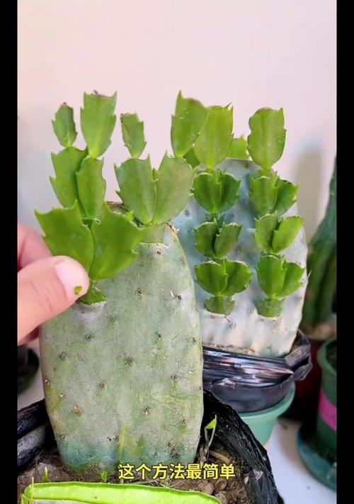 霸王仙人掌盆栽的养护方法是什么？如何管理？