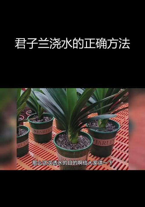 君子兰换盆后如何正确浇水？需要注意什么？
