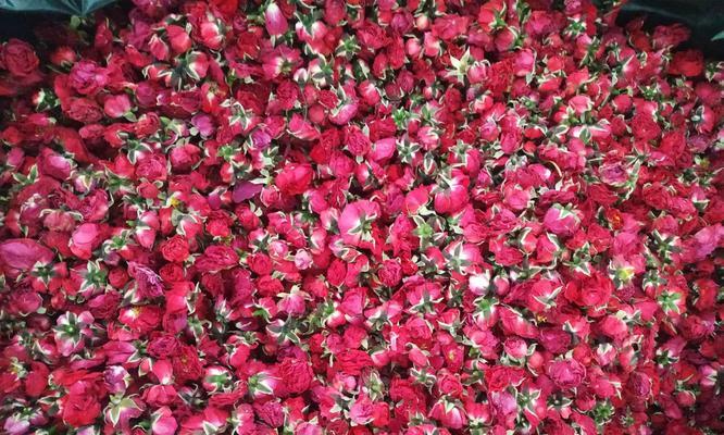 真花玫瑰干花的保养方法是什么？如何延长其观赏期？